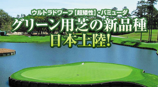 ミニバーディ・バミューダグラス